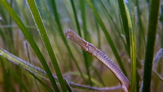 خانواده سوزنماهیان: Syngnathidae