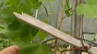 فیلم نهال انگور خارجی رقم ردکارنت پایه رویشی کشت بافت