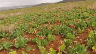 شهرکرد/فارسان