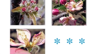 محلول ضد سرمازدگی