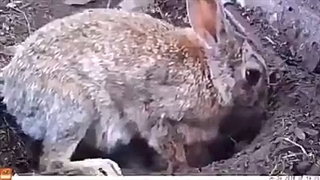 ببینید مادر چطور از بچه هایش مراقبت میکند!