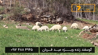 مرکز خرید و فروش گوسفند زنده برای عید قربان 09124884945