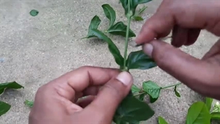 قلمه زنی و تکثیر یاس رازقی