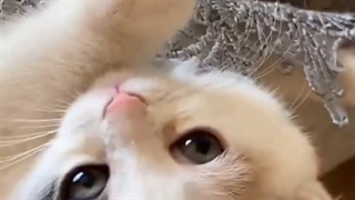 گربه بامزه کیوت