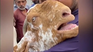 وداع تلخ زبان بسته با صاحب خود قبل قربانی