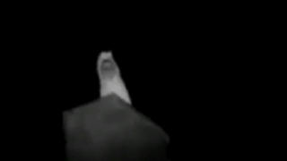 روحی بروی درخت در اندونزی