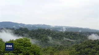 تهدید غول‌پیکرترین درختان جهان و رکورد جنگل‌زدایی در آمازون