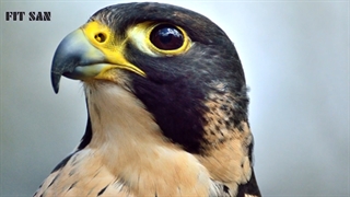 نبرد وحشتناک عقاب و شاهین بر سر قدرت