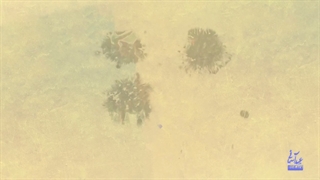 تاریخچه جشن های خیابانی برای عید غدیر