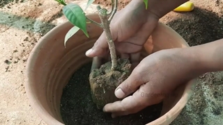 قلمه زنی و تکثیر گل یاس کرپ