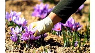 آموزش کاشت زعفران در گلخانه در گرمسار