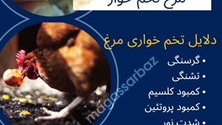علت تخم خواری مرغ ۰۹۱۹۴۱۸۲۲۷۸
