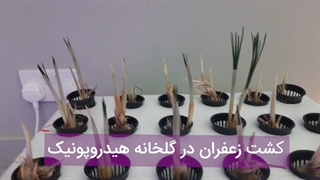کاشت هیدروپونیک زعفران ( hydroponic ) | کشت گلخانه ی زعفران