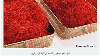 آموزش کامل کاشت زعفران تا گلدهی