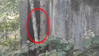 کلیپ های جالب از ارواح