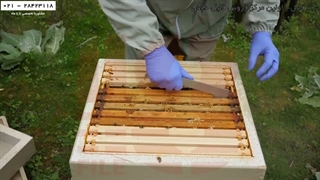 آموزش زنبورداری آسان-پرورش زنبور عسل-انتقال کندوچه نیاز به غذا دارد