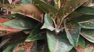 گلخانه فردین در چالوس