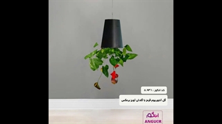 خرید گل آنتوریوم