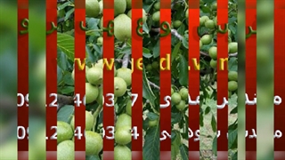 فروش انواع نهال گردو با شناسه معتبر و گارانتی اصالت و تضمین قیمت و کیفیت