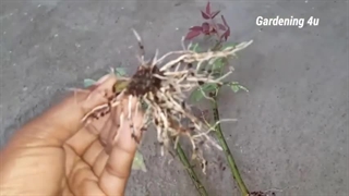 روش قلمه زدن گل رز