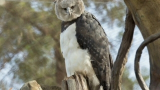 موجودات خطرناکی که در آمازون هستند