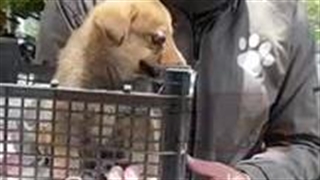 درآوردن چشم یک توله سگ، حتما حتما کپشن رو بخونید. Taking out the eyes of a puppy, read the caption لطفا حمایت کنید.