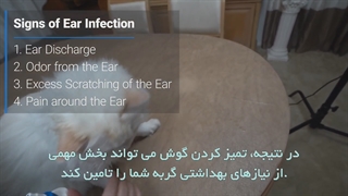 آموزش تمیز کردن گوش گربه