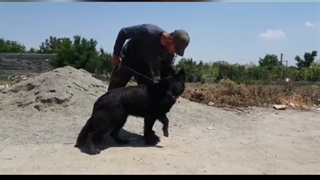 حامی حیوانات