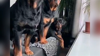 توله روتوایلر سگ روتوایلر پوزه دلقکی