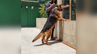 سگ ژرمن مو کلاسیک شولاین