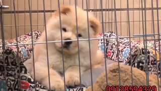 توله سگ چاوچاو پرتقالی