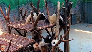 ویدیو های خنده دار از پاندا بامزه