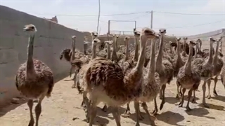 فروش شترمرغ