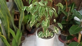 خرید گلدان برای عرض تبریک اداری 09129410059