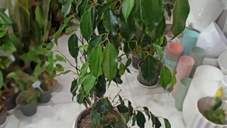 سفارش گل و گیاه برای تبریک رسمی شرکتی 09129410059