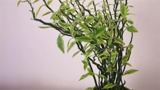 گل برای تبریک روز پزشک و پرستار 09129410059