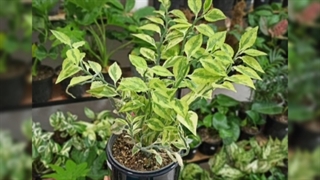 سفارش گل برای تبریک با پیک در خانه 09129410059