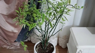 سفارش گل برای تولد دوست 09129410059