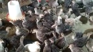 بوقلمون برنز