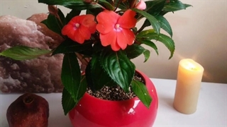 سفارش آنلاین گلدان تزیینی 09129410059