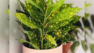 گل برای میز دفتر کار و اتاق شرکت 09129410059