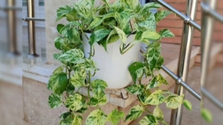 گلدان برای کنار پنجره ، پله ، نرده ، تراس 09129410059