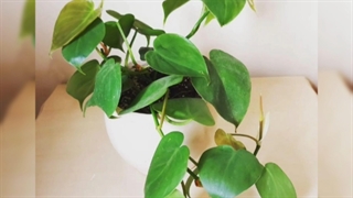 خرید آنلاین گیاهان آپارتمانی در تهران 09129410059