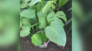 مجتمع گل و گیاه پالیز در رشت