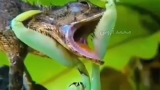 شکار پرنده توسط مانتیس مانتیس خطرناک