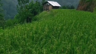 باران در شالیزار