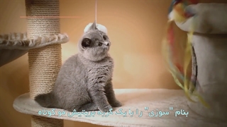تاریخچه گربه اسکاتیش فولد