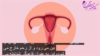 مراحل سیکل قاعدگی