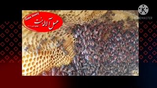 برداشت عسل وحشی از کوهای جنت شهر استان فارس