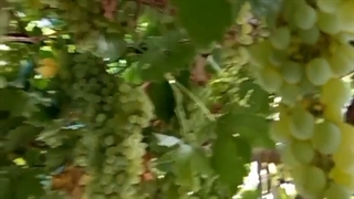 (سفیدک پودری انگور)